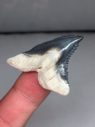 Pristine Bone Valley Hemi Shark Tooth Fossil Gem Megalodon Era