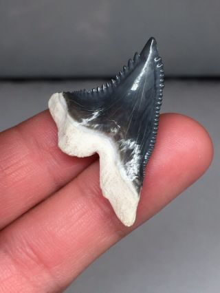 Pristine Bone Valley Hemi Shark Tooth Fossil Gem Megalodon Era 2