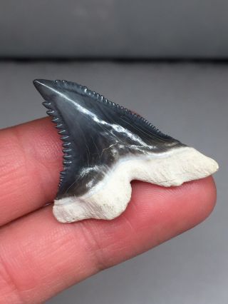 Pristine Bone Valley Hemi Shark Tooth Fossil Gem Megalodon Era 3