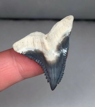 Pristine Bone Valley Hemi Shark Tooth Fossil Gem Megalodon Era 4