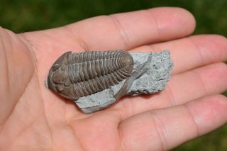 Trilobite Flexicalymene Shale Matrix Fossil Prone Meeki Retrorsa Ordovician Ohio