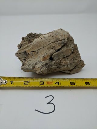 Dinosaur,  Edmontosaurus Jaw Fragment W/ Partial Teeth,  Hell Creek (3)