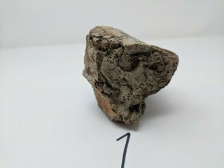Dinosaur,  Edmontosaurus Jaw fragment w/ partial teeth,  Hell Creek (1) 4
