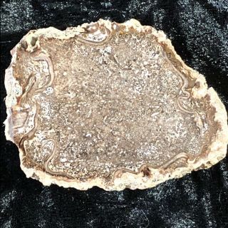 Rare Petrified Wood Cyathodendron Texana Texas Fern Full Round 2.  5”x 2” Eocene