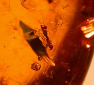 Rare Mating Insects With Long Leaf,  In Authentic Dominican Amber Fossil
