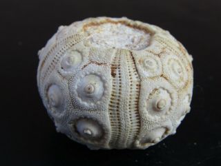 - Top - Urchin Fossil.  Desoricidaris Pouyannei.  Jurassic.  Morocco Nºcx1
