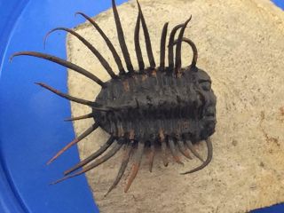 Spiny Koneprussia Trilobite Fossil From Morocco (s5 - P1)