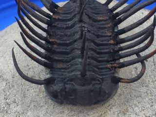 SPINY KONEPRUSSIA TRILOBITE FOSSIL FROM MOROCCO (S5 - P1) 2