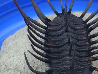 SPINY KONEPRUSSIA TRILOBITE FOSSIL FROM MOROCCO (S5 - P1) 4