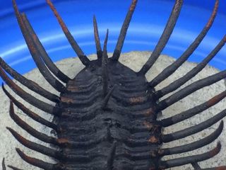 SPINY KONEPRUSSIA TRILOBITE FOSSIL FROM MOROCCO (S5 - P1) 7