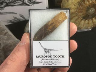Titanosaurid Sauropod Tooth 03 - Kem Kem,  Morocco,  Dinosaur Fossil