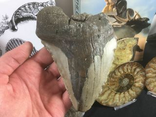 Megalodon Tooth - 5.  31 Inch 31 South Carolina,  Shark Fossil