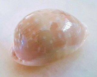 Seashell Cypraea Camelopardalis Sharmiensis Shell