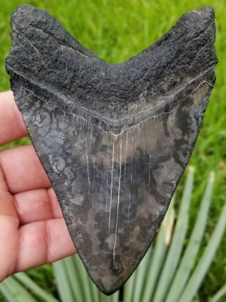 Colored 5.  07 " Megalodon Tooth.  Absolutely No Restoration