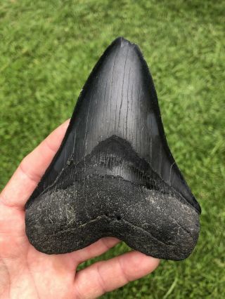 Black Serrated 5.  45” Megalodon Shark Tooth 100 Natural - No Restoration.