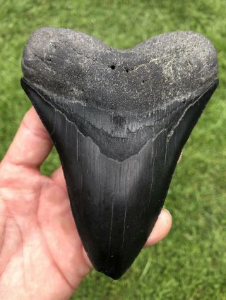 Black Serrated 5.  45” Megalodon Shark Tooth 100 natural - NO restoration. 3
