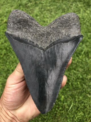 Black Serrated 5.  45” Megalodon Shark Tooth 100 natural - NO restoration. 4