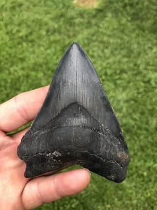 Black Serrated 4.  17” Megalodon Shark Tooth 100 Natural - No Restoration.