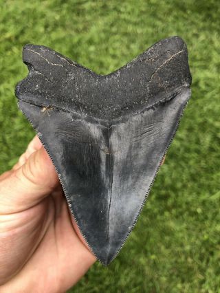 Black Serrated 4.  17” Megalodon Shark Tooth 100 natural - NO restoration. 2