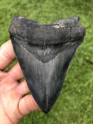 Black Serrated 4.  17” Megalodon Shark Tooth 100 natural - NO restoration. 3