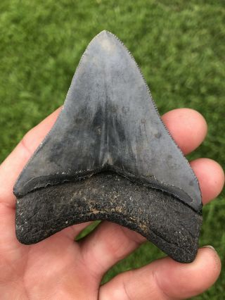 Killer Serrated 3.  54” Megalodon Tooth 100 Natural No Restoration 2