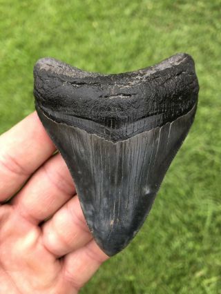 Killer Serrated 3.  54” Megalodon Tooth 100 Natural No Restoration 3