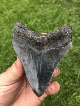 Killer Serrated 3.  54” Megalodon Tooth 100 Natural No Restoration 4