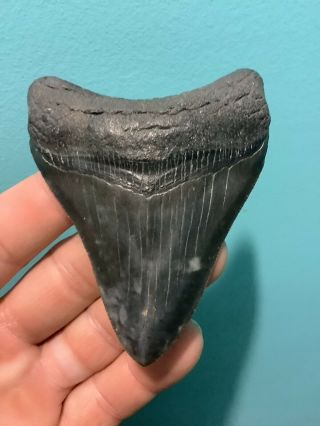 Killer Serrated 3.  54” Megalodon Tooth 100 Natural No Restoration 5