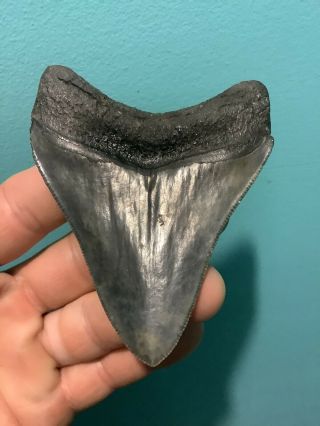Killer Serrated 3.  54” Megalodon Tooth 100 Natural No Restoration 6