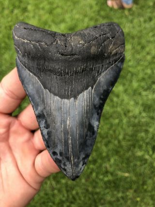 Colorful Serrated 4.  53” Megalodon Shark Tooth 100 Natural - No Restoration.