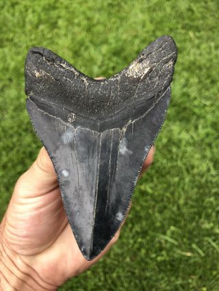 Colorful Serrated 4.  53” Megalodon Shark Tooth 100 natural - NO restoration. 2