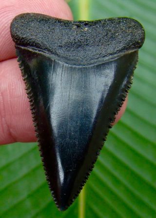 Great White Shark Tooth - 1 & 13/16,  In.  Serrated - Real - No Restorations