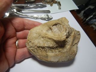 Oreodont Skull,  Leptauchenia Decora,  Fossil,  Badlands South Dakota,  Oligo,