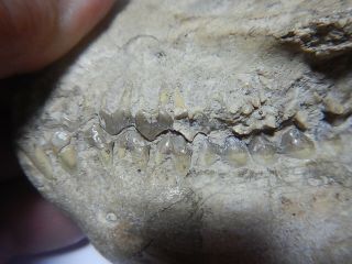 Oreodont Skull,  Leptauchenia decora,  Fossil,  Badlands South Dakota,  Oligo, 2