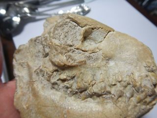 Oreodont Skull,  Leptauchenia decora,  Fossil,  Badlands South Dakota,  Oligo, 4