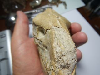 Oreodont Skull,  Leptauchenia decora,  Fossil,  Badlands South Dakota,  Oligo, 5