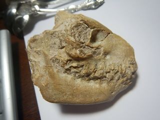 Oreodont Skull,  Leptauchenia decora,  Fossil,  Badlands South Dakota,  Oligo, 6