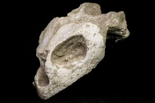 20956 - Top Rare 4.  94 Inch Euclastes Sp Paleocene Sea Turtle Skull