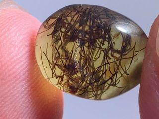 0.  57g Unknown Plant Burmite Myanmar Burmese Amber Insect Fossil Dinosaur Age
