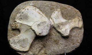 07034 - Finest Grade Unidentified Mosasaur Humerus And Radius Limb Bones In Matrix