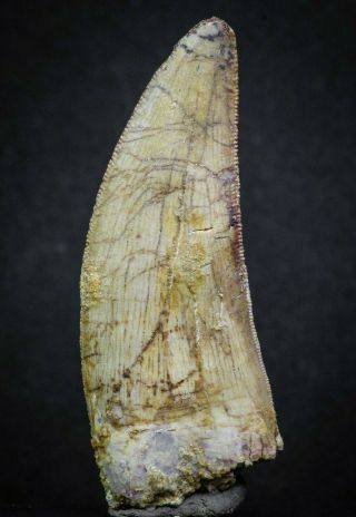 07001 - Nicely Preserved 2.  55 Inch Carcharodontosaurus Dinosaur Tooth Kemkem