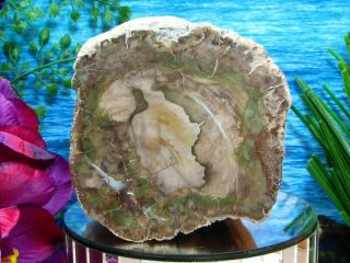 Outstanding Chromium - Green Petrified Wood Complete Round Log/branch W/bark 3lbs,
