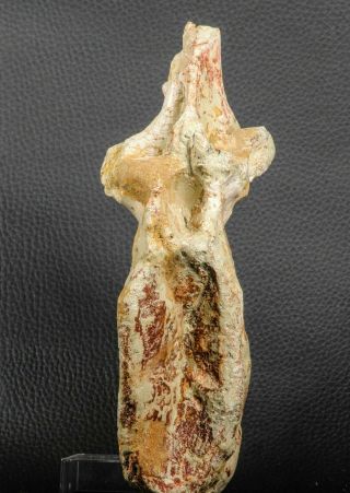 07195 - Rare 5.  79 Inch Spinosaurus Dinosaur Partial Caudal (Tail) Vertebra Bone 3