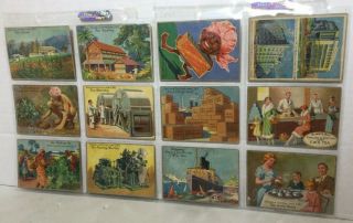 Cws Co Story Of Tea Collector Cards Full Set Of 12 Antique Circa 1925 Large Uk