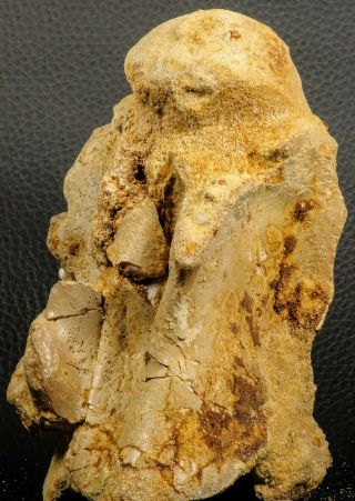 07194 - Top Huge 5.  37 Inch Spinosaurid Dinosaur Partial Cervical Vertebra Bone 4