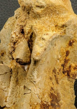 07194 - Top Huge 5.  37 Inch Spinosaurid Dinosaur Partial Cervical Vertebra Bone 5