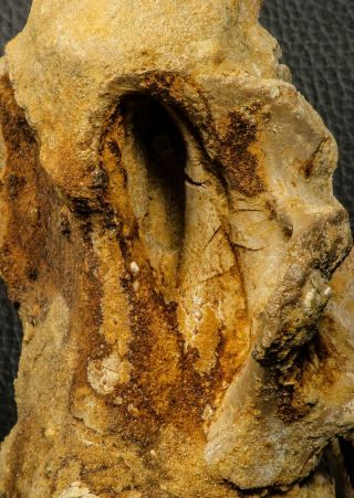 07194 - Top Huge 5.  37 Inch Spinosaurid Dinosaur Partial Cervical Vertebra Bone 7