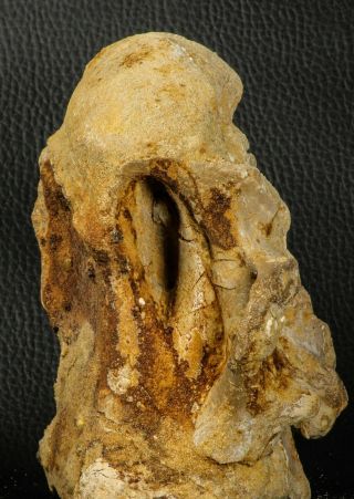07194 - Top Huge 5.  37 Inch Spinosaurid Dinosaur Partial Cervical Vertebra Bone 8