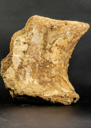 07193 - Top Rare 6.  03 Inch Spinosaurid Dinosaur Partial Vertebra Bone Cretaceous