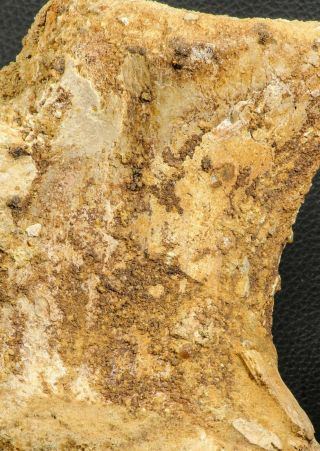 07193 - Top Rare 6.  03 Inch Spinosaurid Dinosaur Partial Vertebra Bone Cretaceous 2